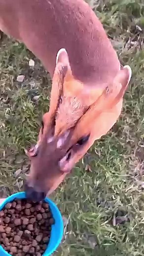 #wierd #strange #alien #deer #deertiktok #aliendeer #aliendeerthingcreepsmeout