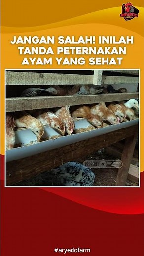 Make No Mistake! These Are the Signs of a Healthy Chicken Farm