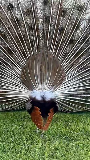 Kym Clark on Instagram: "With the holidays here, this is a great reminder to shop local. Everglades Holiday Park is now carrying EverWild by Kym genuine Burmese python skin jewelry, hand caught and handmade. Each piece is a tribute to these amazing non-native snakes we must remove from the wild as well as a triumph to all the native animals saved by each removal. Burmese pythons are devouring Florida’s native wildlife. There are parts of the Florida Everglades in which there are no longer land m