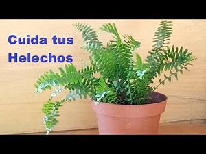 Helechos y sus cuidados.