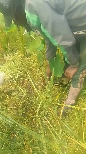 #west Part 1 how to trap#foryou #foryourpage #toall ...seemore#