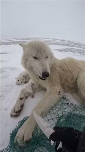 White mother wolf trapped in net