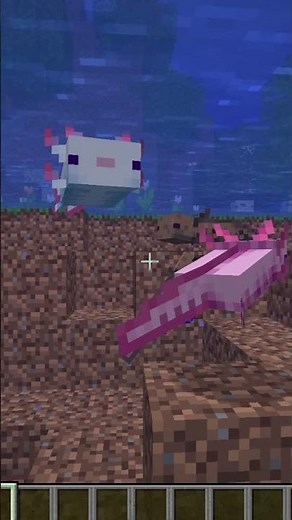 Can Axolotls drown in Minecraft?