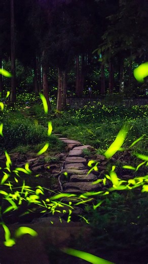 Twinkle, twinkle, little star – how I wonder what you are! Glowing fireflies dance under the night sky, resembling a dazzling galaxy. Every year from April to October, visitors to the Tiantai Mountain scenic area in Qionglai, southwest China’s Sichuan Province have the opportunity to observe this dreamlike scene and experience the magical power of Mother Nature. [Video footage, cover photo provided by Qionglai Branch Venue of International Horticultural Exhibition 2024 Chengdu] #EcoCivilization 