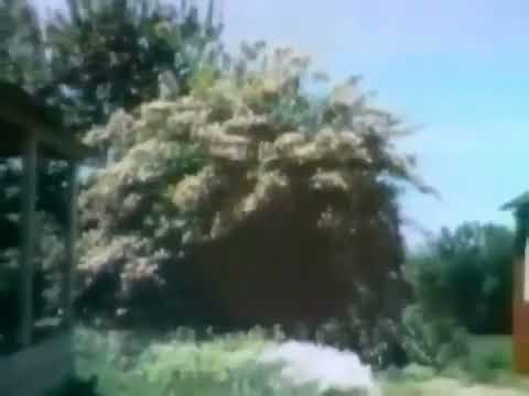 Sesame Street: Flowers growing on a tree