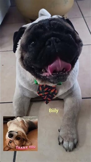 Biily e Fubá foram ao Pet Shop