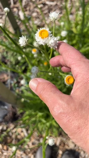 Gardener's Workshop Farm on Instagram: "Are you growing Ammobium? It’s a Cool Flower and the next planting window for everyone is coming fast! The Big Calendar-Journal is your seed starting and planting guide— limited quantities available. Act now! $39.95 +s/h Tap the SHOP Includes my tips and 9 cut flower planting windows plus my seed starting worksheet. This is how I became a successful 3-season flower farmer. #gardenersworkshopfarm"