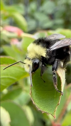These orange pollen sacs on bumble bees are wild! #naturefacts #bees #pollinators #bumblebee #bugs
