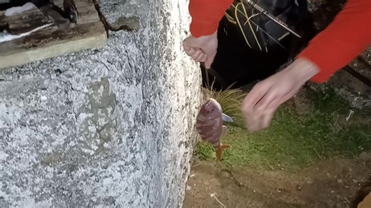 5.6K views · 53 reactions | Common seabream fishing Pargus pargus | Sousa Jose | Facebook