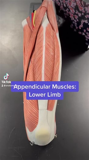 Appendicular Muscle Review: Lower Limb