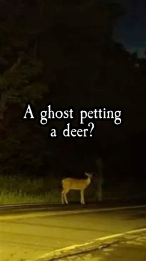 This individual was driving in Kentucky and had to swerve to avoid hitting the deer. When he noticed the deer was standing still heI went back for a pic and captured something eerie standing alongside it. Credit: _NotSlimShady #paranormal #ghoststories #ghoststory #scarystories #scarystory | The Scarecast