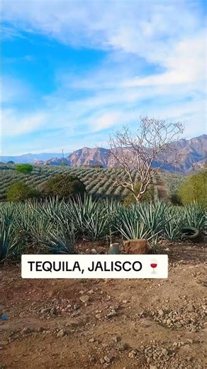 Cultivo de Agave tequilana, en la zona valles 🍷 #2026 #plantas
