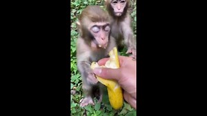 crazy monkey attacks banana