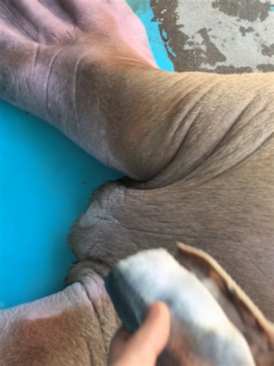 #vira #fyp #walrus | walrus