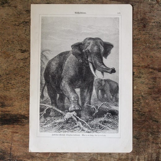 Original 1908 Asian Elephant Lithograph, Antique Zoological Print, Indischer Elefant Illustration, Natural History Art, Unframed - Etsy