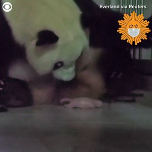A Chinese giant panda gave birth at the Everland amusement park in South Korea on July 20. The park says it’s the first panda born in the country. Watch as Mom tries to clean her baby as the little one squirms around. https://cbsn.ws/2WP0Xzu | CBS Sunday Morning