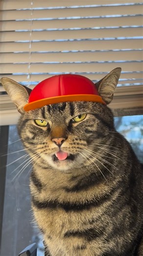 Bimbus Printables | Bimbus so cool #3dprinting #bimbusprintables #catsoftiktok #bambu | Instagram