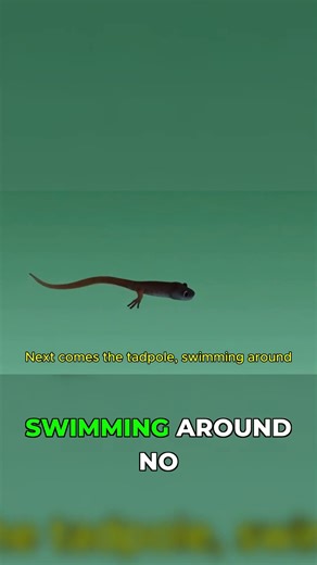 From Tiny Egg to Tadpole: The Frog's Journey!