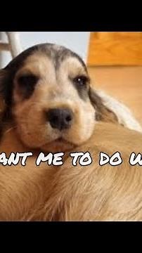 Teach Your Dog to Wait for Food | Real Training with a Cocker Spaniel