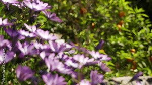 Dimorphotheca ecklonis or Osteospermum, (Cape marguerite, Van Staden's river daisy, Sundays river daisy, white daisy bush, blue-and-white daisy bush, star of the veldt) is an ornamental plant.