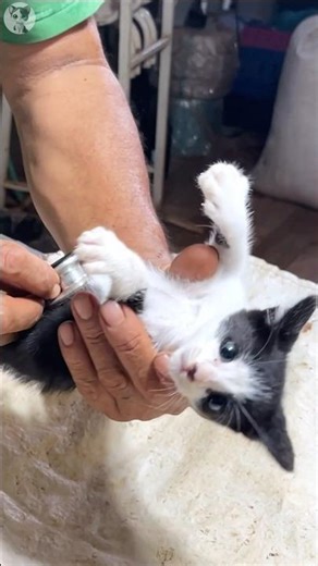A rescued kitten tried to escape in veterinary clinic... #shorts