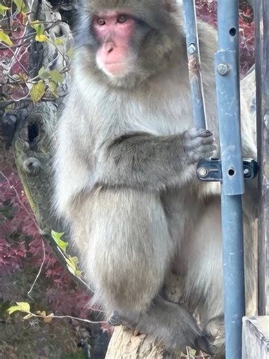 Monkeys: The Ultimate Comedy Stars Compilation 😂🐒