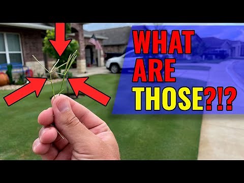 Bermuda Grass Seed Heads | Seed Heads in Tifway 419 Hybrid Bermuda