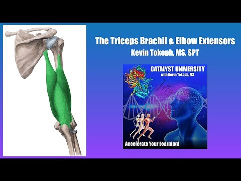 Triceps Brachii and Elbow Extensors | Origin, Insertion, Action, & More