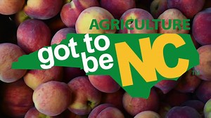 5.1K views · 77 reactions | Chesley Greene planted the first tree in...