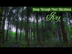 The Forest Within | 432Hz Healing Music from Living Plants (3 Hours No Ads)