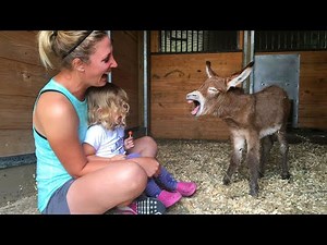 Funniest ANIMAL and HUMAN Videos 2024 will make you LAUGH SO HARD