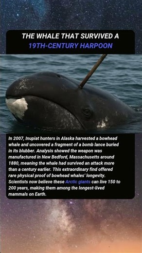 The Whale That Survived a 19th‑Century Harpoon