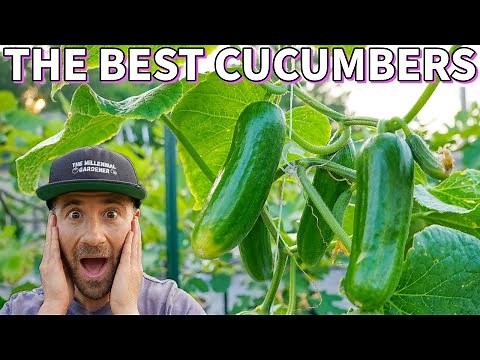 These Are The BEST CUCUMBERS I've EVER Grown! 3 Incredible Cucumber Varieties