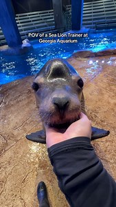 56K views · 1.8K reactions | Ever wondered what a sea lion trainer sees? Here's their POV 殺 | Georgia Aquarium | Facebook