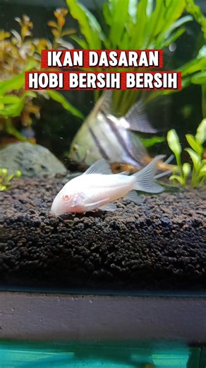 ikan ini hobi bersih bersih aquarium #corydoras #corydorasalbino #ikancorydoras