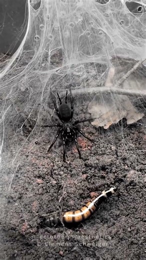 Spiders Can Make 7 Different Types of Silk #SpiderFacts #shorts