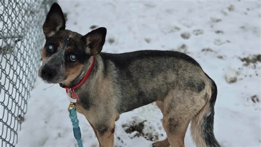 Just a few days before Christmas, Echo found her way to Jane’s Journey Home for Dogs. Echo came to us from Winnebago County Humane Society. This poor little blind dog was found wandering as a stray. It was a small miracle that, without her sight, she managed to find her way at all. Echo comes to us with a calm presence that feels especially fitting this time of year. She is a senior cattle dog mix, and while her eyesight is limited, she experiences the world beautifully through sound, scent, and