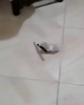 peace was never an option | Animal and Nature Lovers