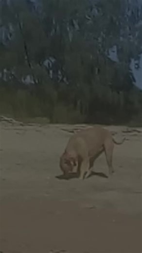 Tara... November 2019 She walked over the Rainbow Bridge May 2025