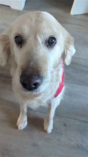 #spongebob #hiphop #rap #music #dog #goldenretriever #doggielife #doggybestfriend #puppy