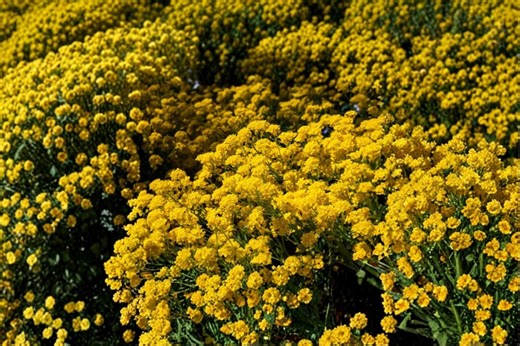 100 Basket of Gold Seeds – Alyssum Saxatile – Yellow Rock Garden Flower – Hardy Perennial - Etsy