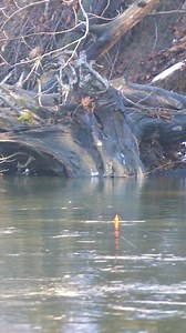 Sinkage! • • #wintersteelhead #steelhead #floatfishing #winterchrome #bobberdown #chrome #steelheadfishing #steelheading #steelheadmanifesto #reels #fishingreels #floatdrop #bobber #bobberfishing #trout #reelsviralシ #troutbum #riverfishing #facebookreels #creek #creekfishing #fishing #fishinglife #angler #troutfishing #fishingjunkie #fishofalifetime #fishingday #bigfish #fishon | SBS Outdoors