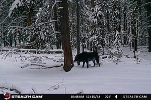 489K views · 270 reactions | Stealth Cam on Reels | Facebook