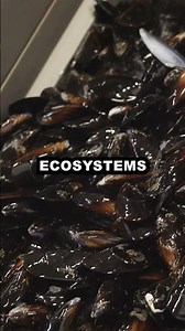 Mussels Can Stick to Teflon?! 🦪 Nature’s Water Filters Revealed