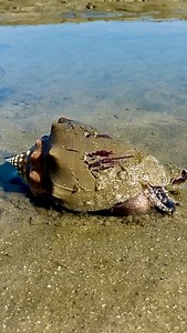 Follow the tracks, find the treasure 🐚✨ This Florida fighting conch was busy cruising the sandbar and even gave me a peek at its little eyes. 👀 Have you ever seen a conchs eyes before!? | Lawren Bagley