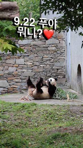 9.22 푸바오 뭐야뭐야?❤️ #fubao #푸바오 #에세이삼촌