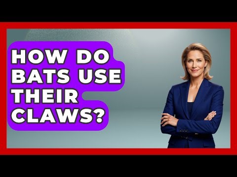 How Do Bats Use Their Claws? - The Wild Life Explorer