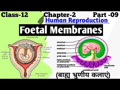 Fetal membranes | Extraembryonic Membranes | Amnion Chorion Yolk Sac and Allantois