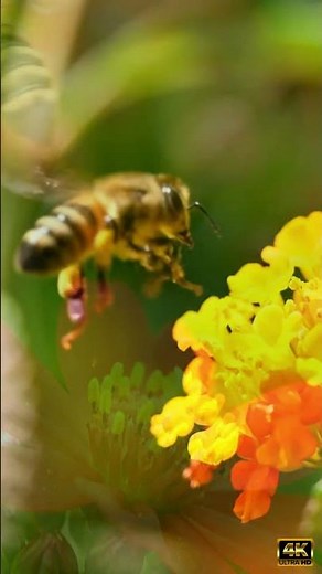 🐝 Honeybee Collecting Pollen in Macro Close-Up | Cinematic 4K HDR