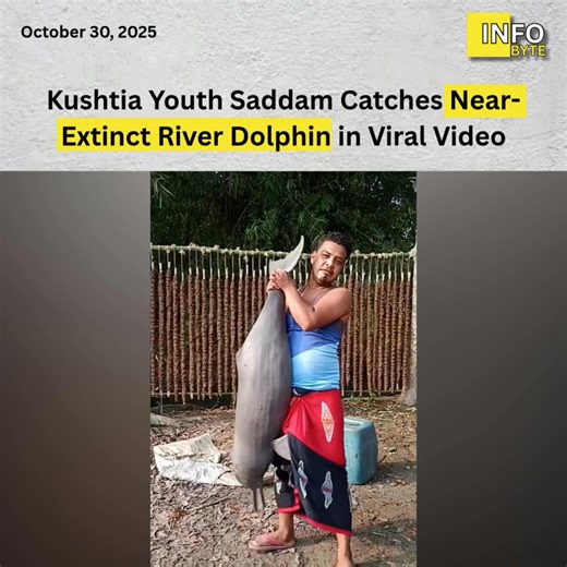 Kushtia youth Saddam catches near-extinct river dolphin in viral video, alleges it devoured all Padma hilsa fish #kushtia #kushtianews #padmariver #endangeredspecies #Bangladeshnews #InfoByte | InfoByte